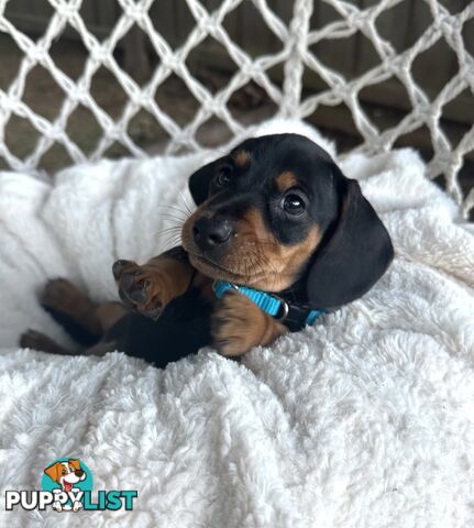 Purebred Miniature Dachshund puppies