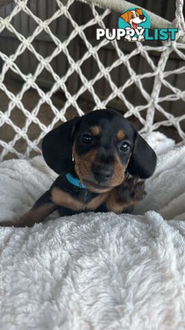 Purebred Miniature Dachshund puppies