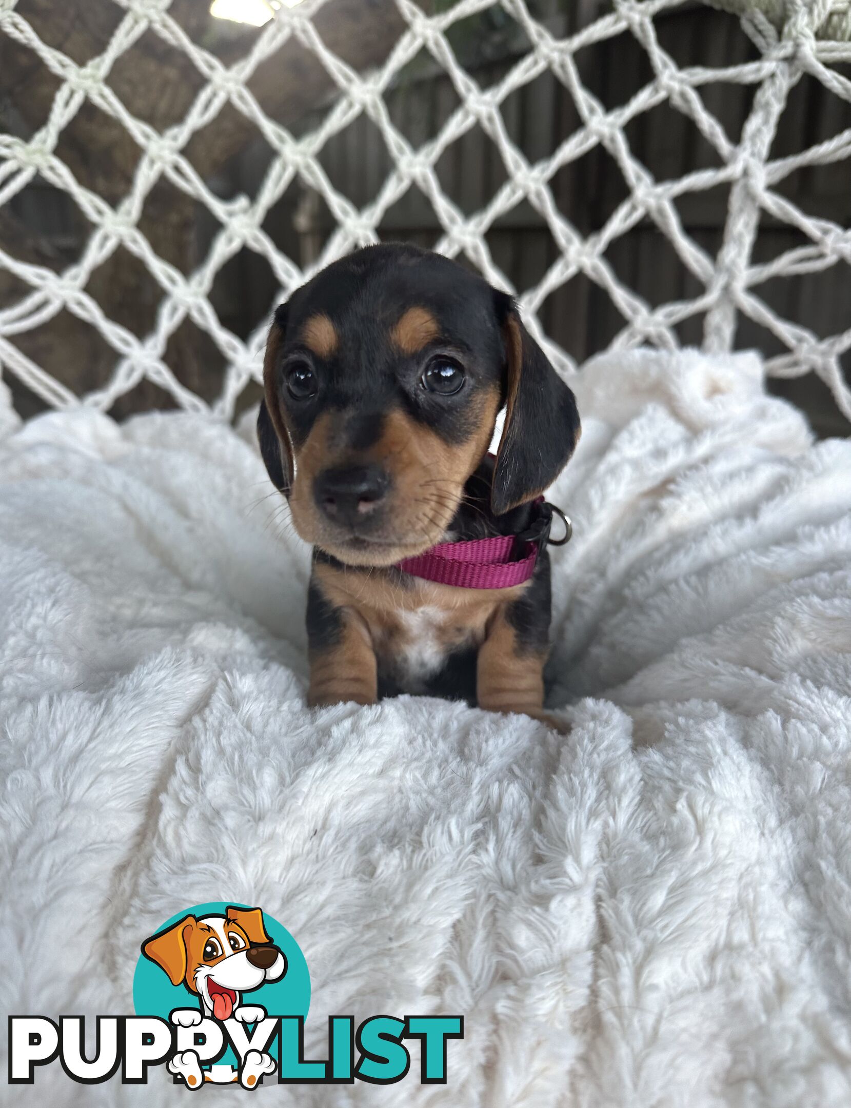Purebred Miniature Dachshund puppies