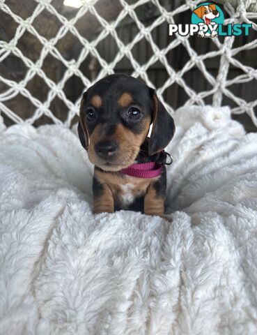 Purebred Miniature Dachshund puppies