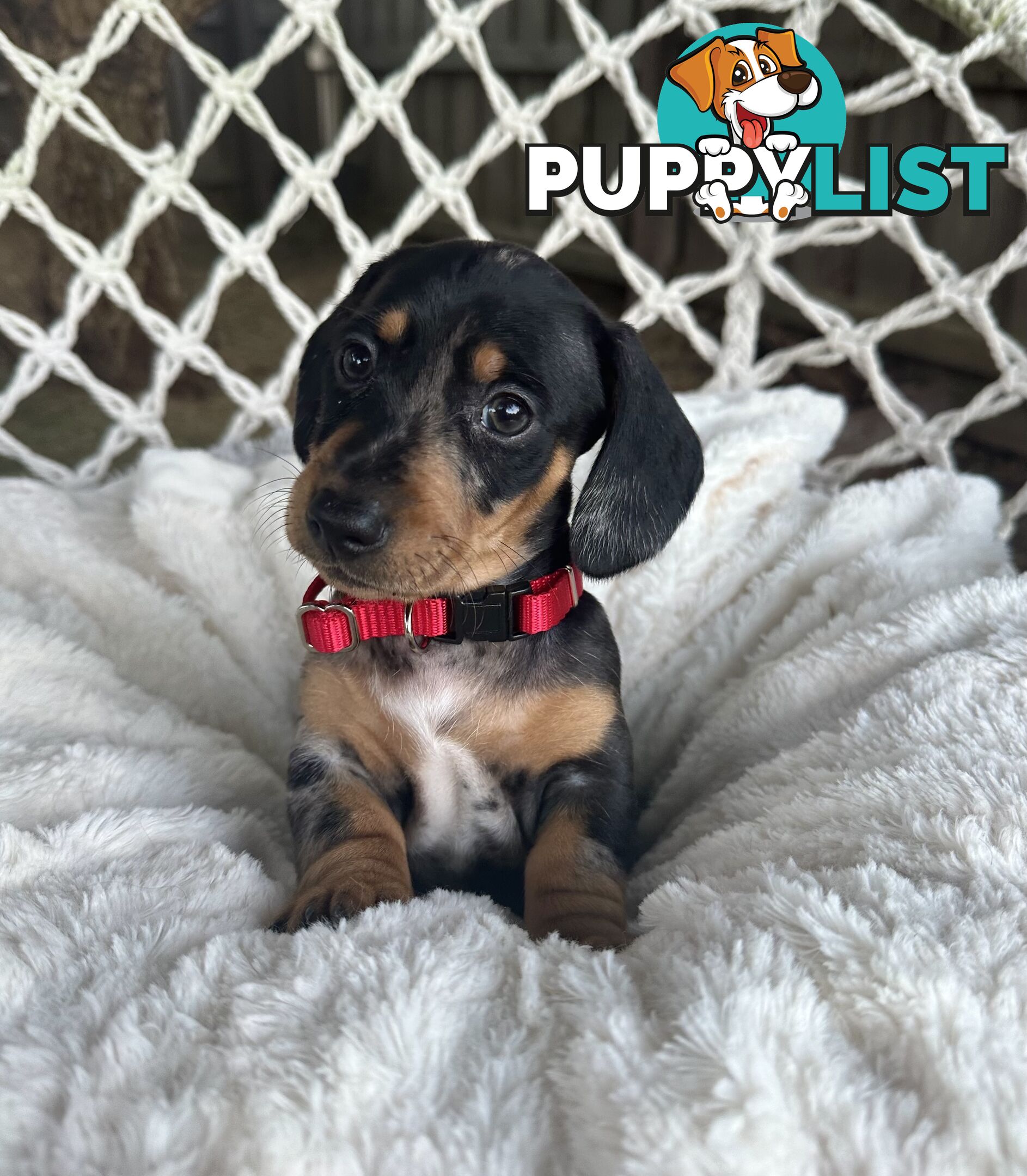 Purebred Miniature Dachshund puppies
