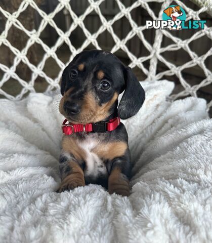 Purebred Miniature Dachshund puppies
