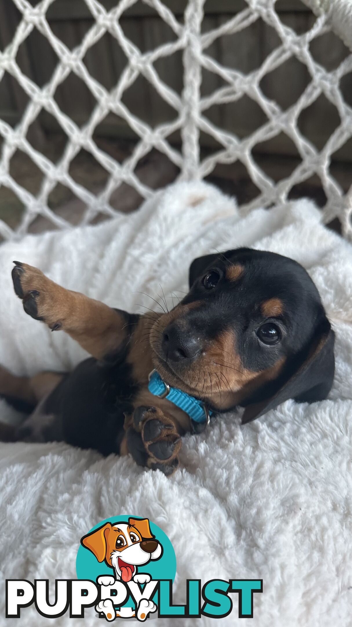 Purebred Miniature Dachshund puppies