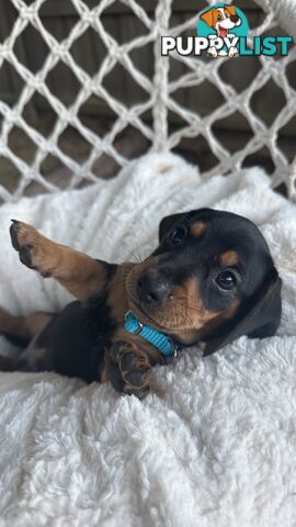 Purebred Miniature Dachshund puppies