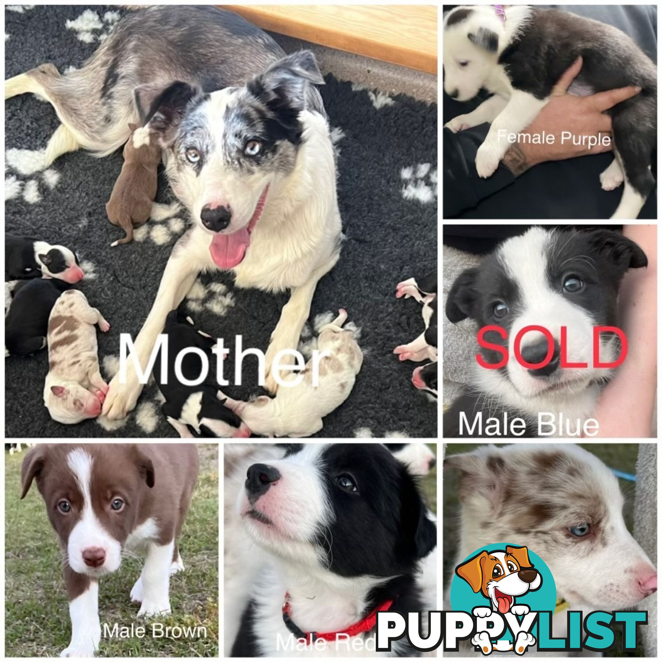 Pure breed border collie puppies