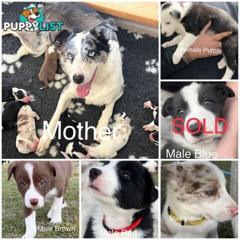Pure breed border collie puppies