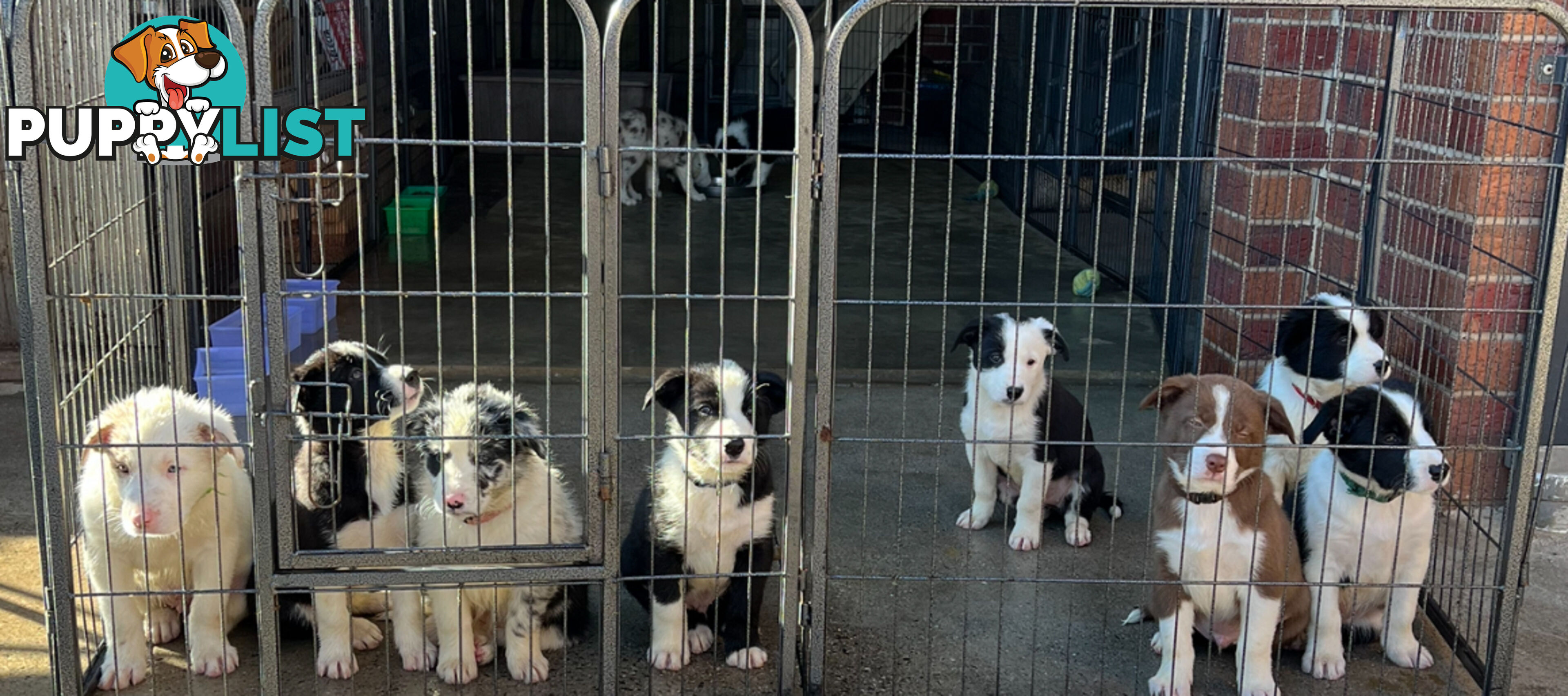 Pure breed border collie puppies