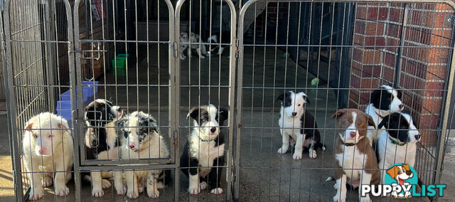 Pure breed border collie puppies
