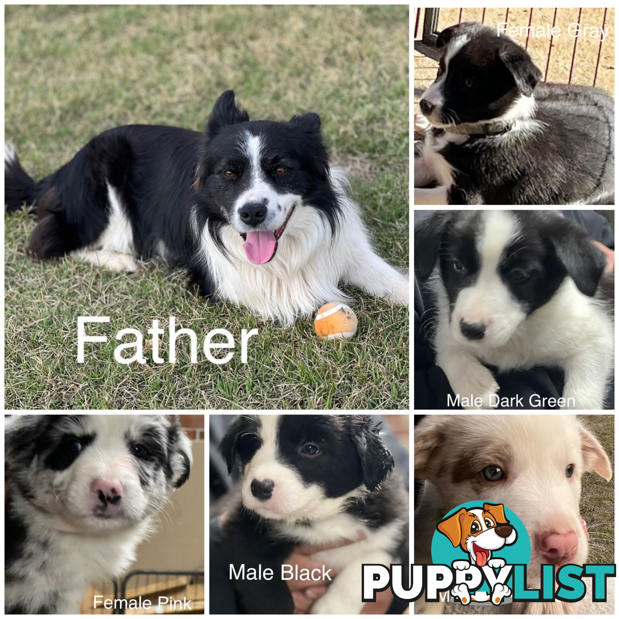 Pure breed border collie puppies