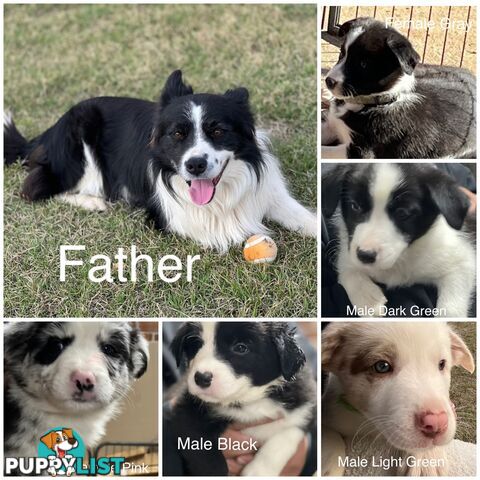 Pure breed border collie puppies