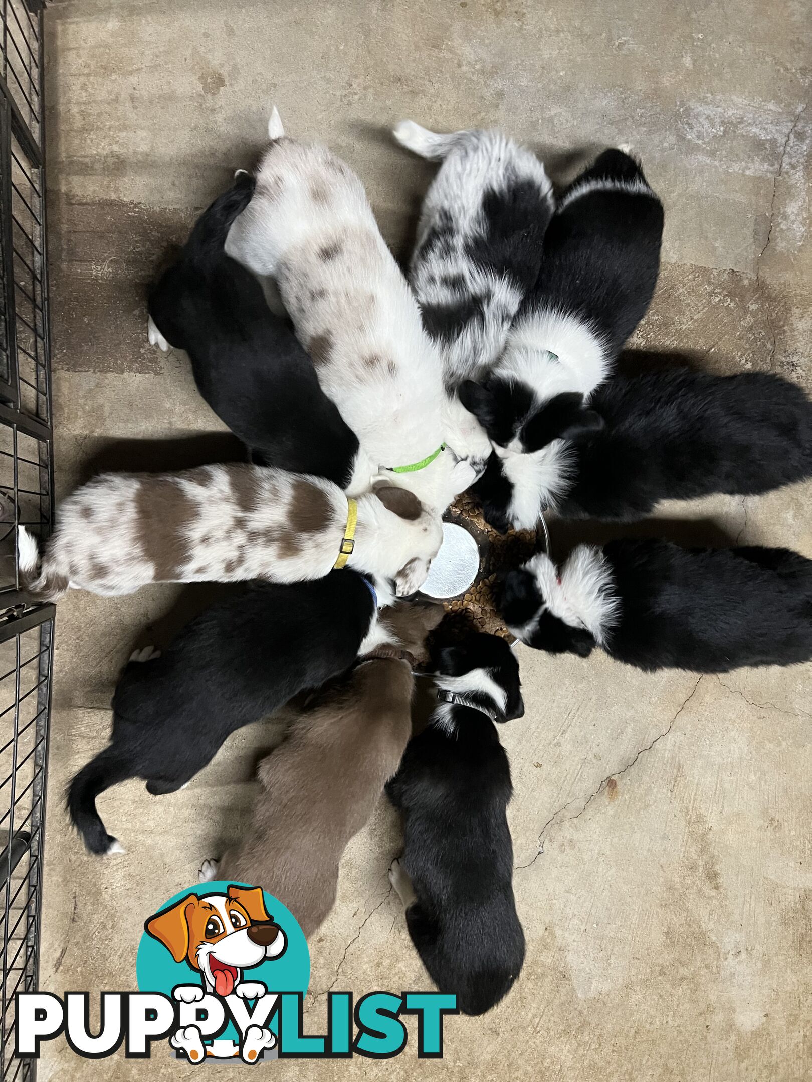 Pure breed border collie puppies