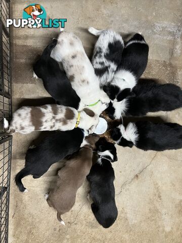 Pure breed border collie puppies