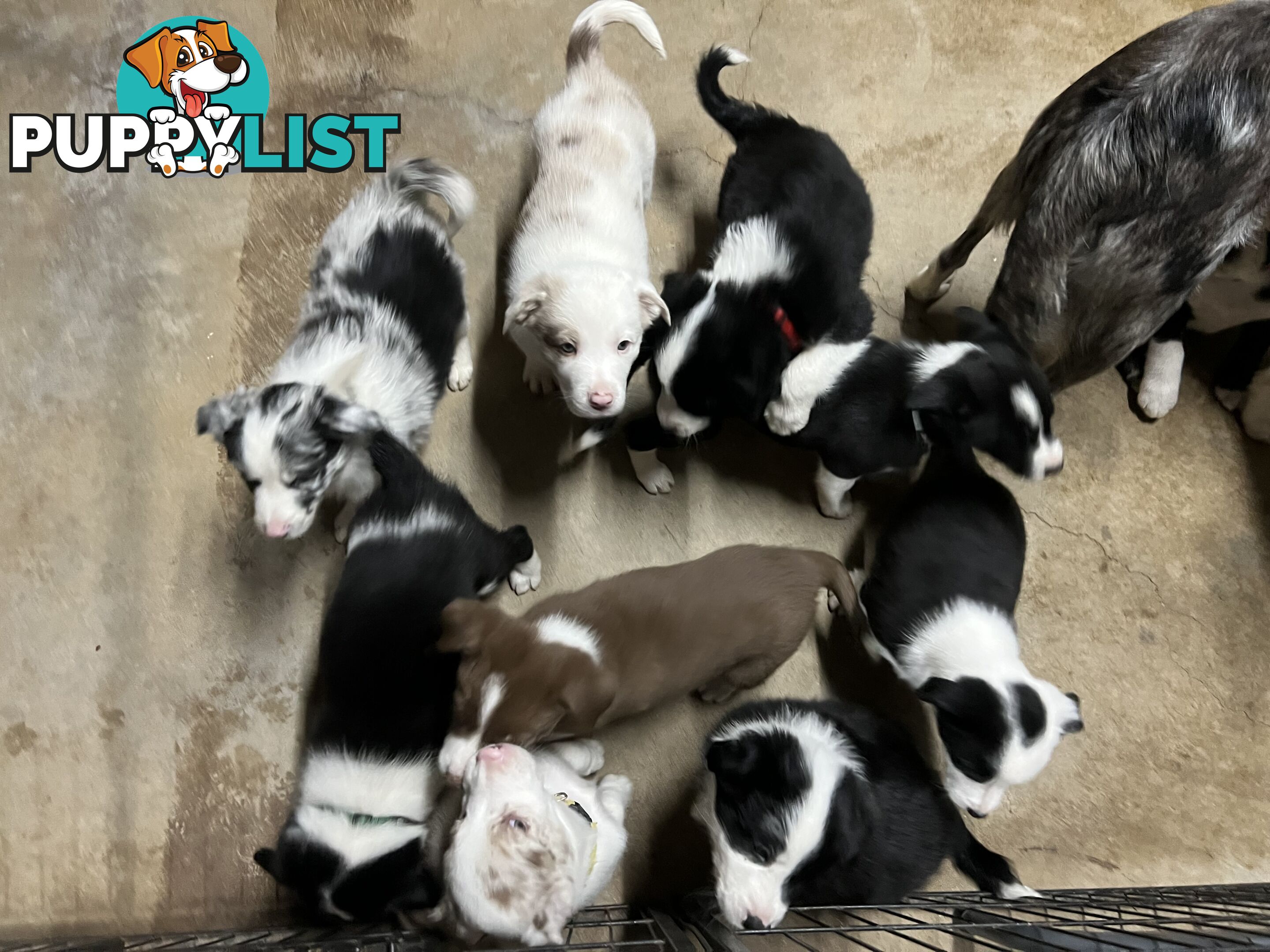 Pure breed border collie puppies