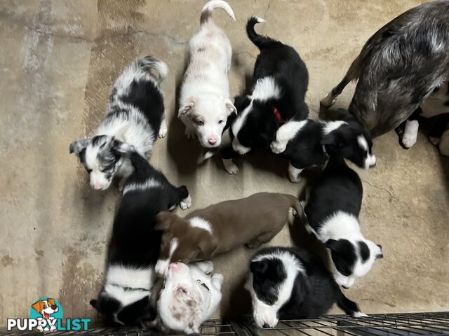 Pure breed border collie puppies