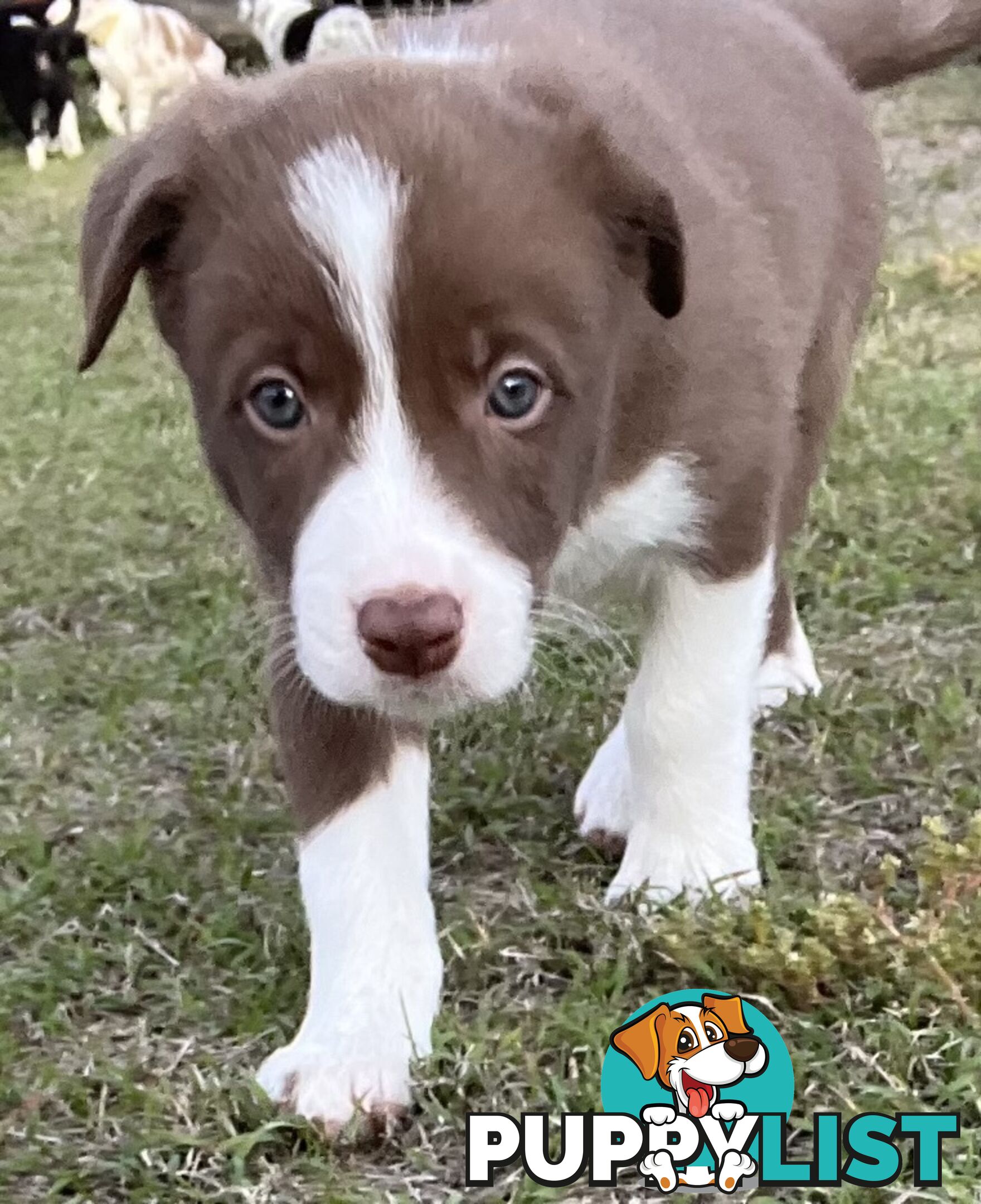 Pure breed border collie puppies