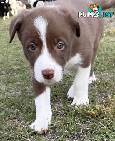 Pure breed border collie puppies