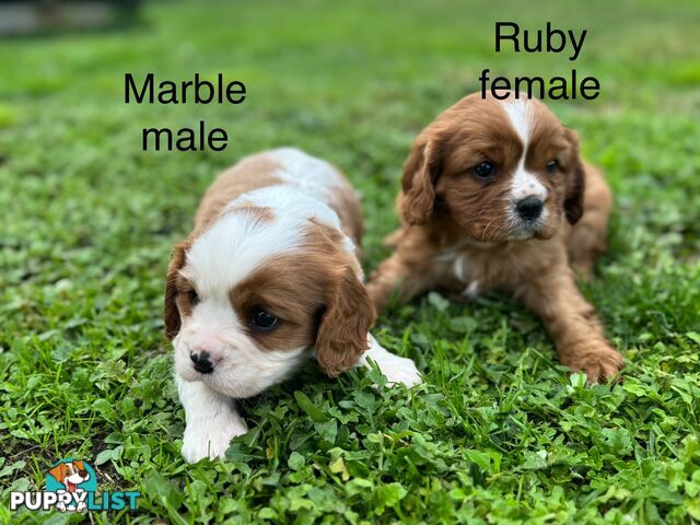 Pure bred King Charles Cavalier puppies