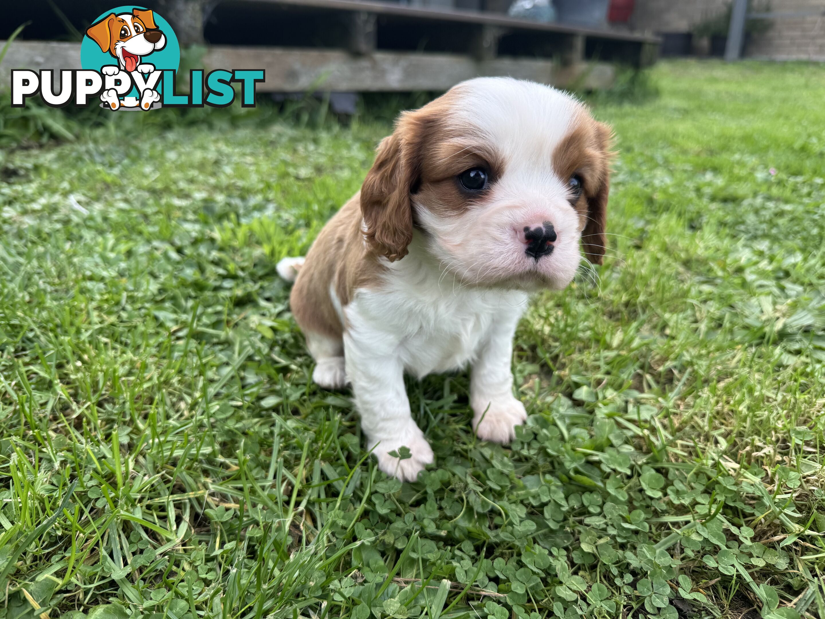 Pure bred King Charles Cavalier puppies