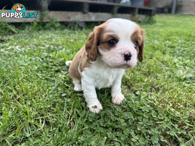 Pure bred King Charles Cavalier puppies