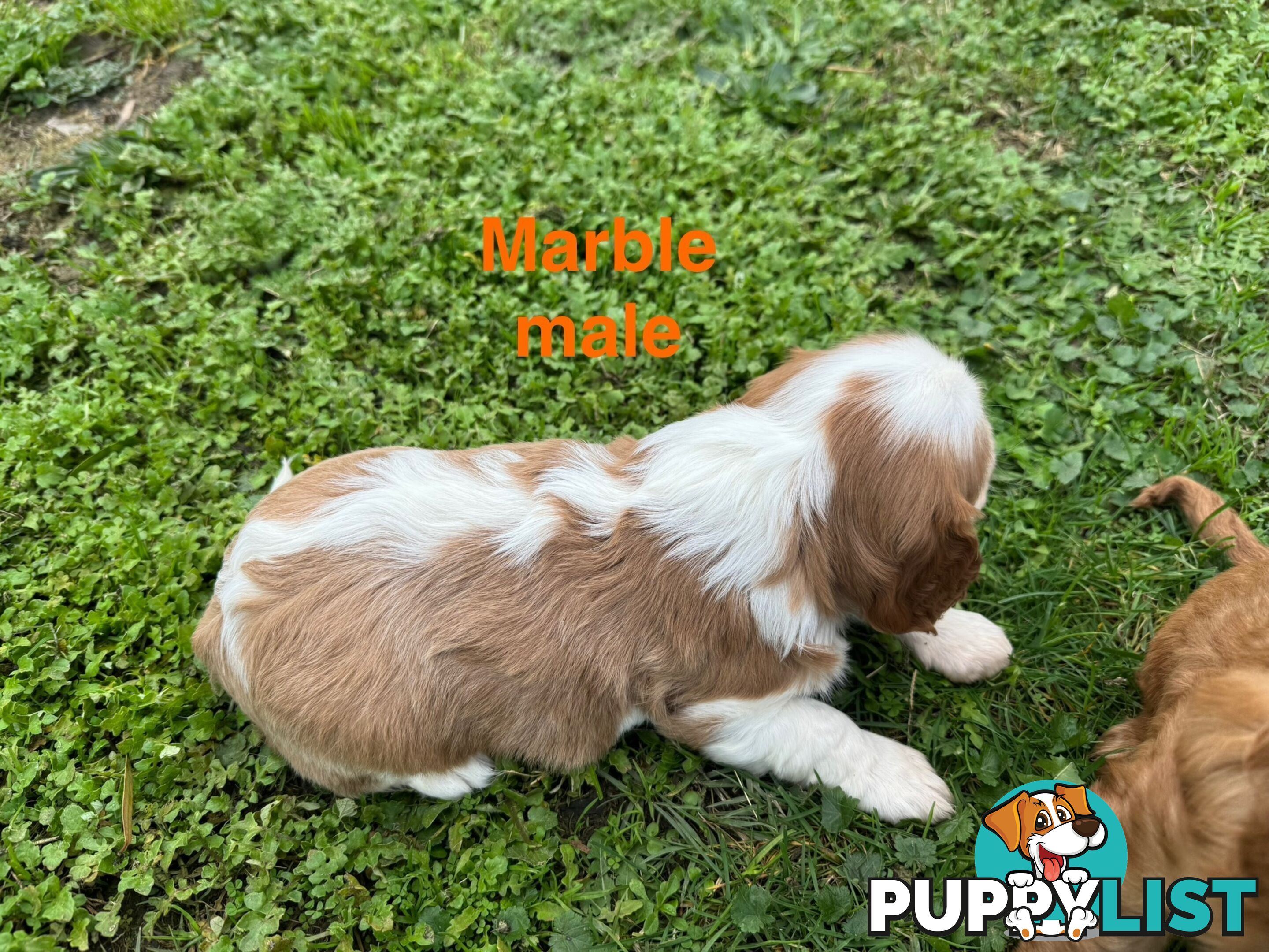 Pure bred King Charles Cavalier puppies