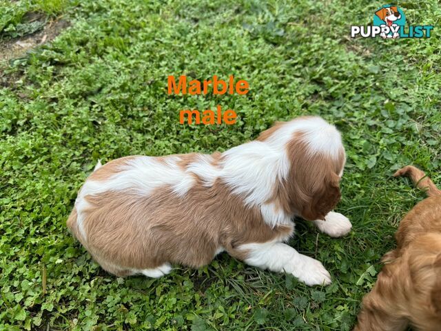 Pure bred King Charles Cavalier puppies
