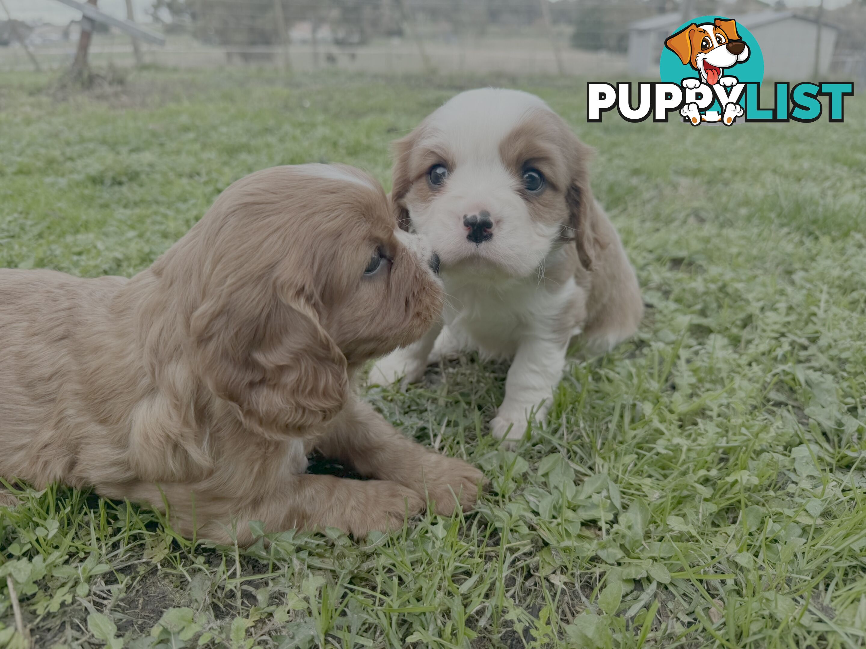 Pure bred King Charles Cavalier puppies