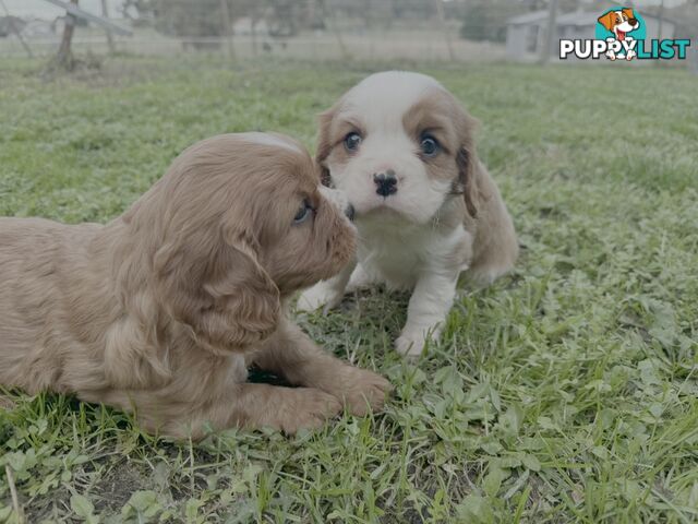 Pure bred King Charles Cavalier puppies
