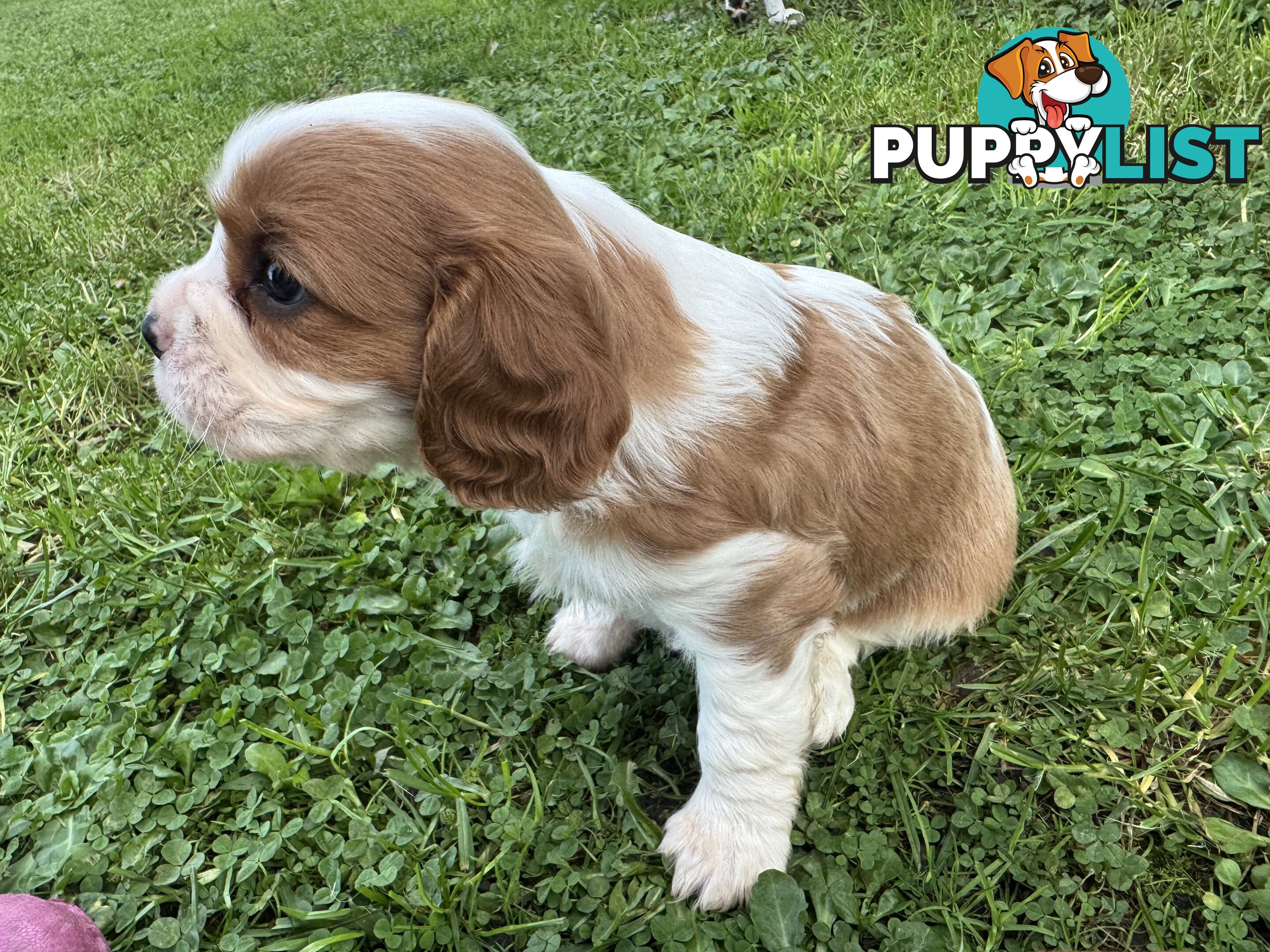 Pure bred King Charles Cavalier puppies