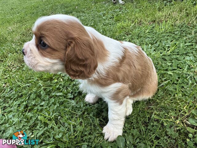 Pure bred King Charles Cavalier puppies