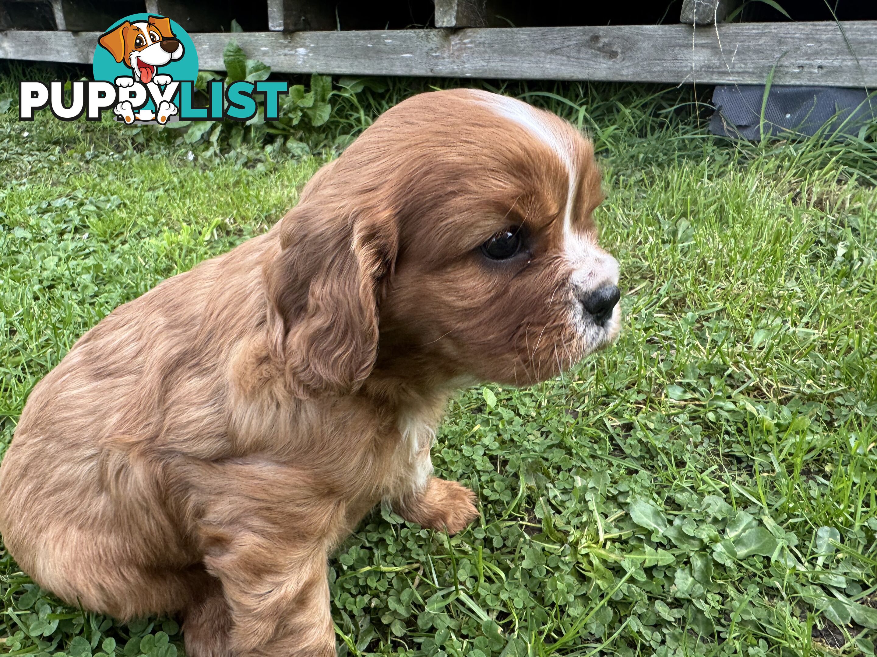 Pure bred King Charles Cavalier puppies