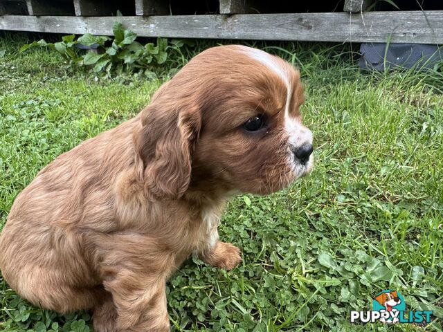 Pure bred King Charles Cavalier puppies
