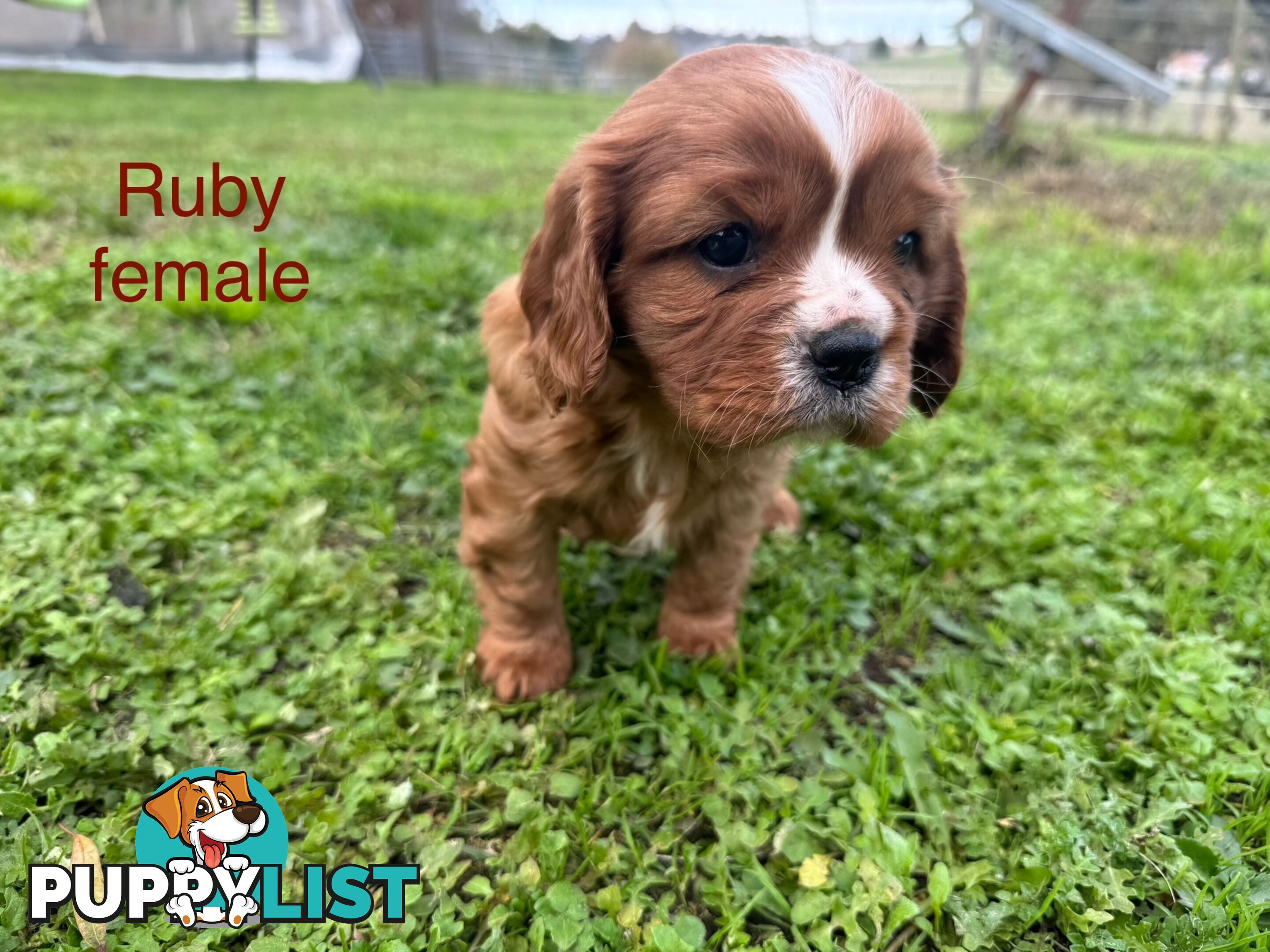 Pure bred King Charles Cavalier puppies