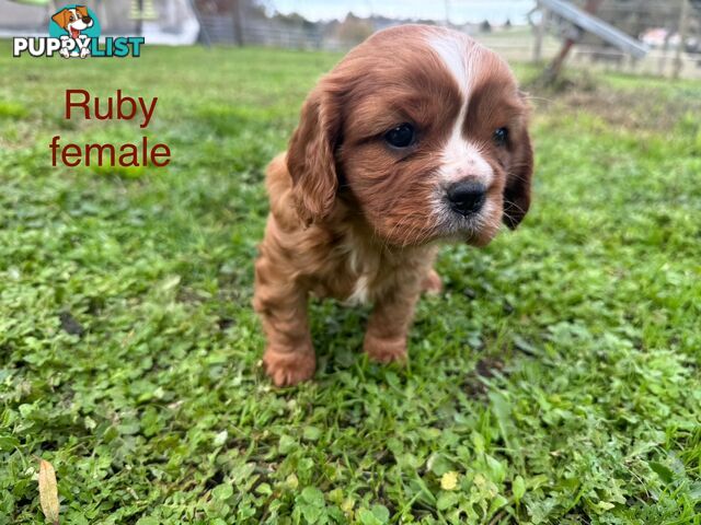 Pure bred King Charles Cavalier puppies