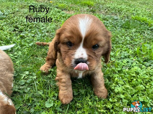 Pure bred King Charles Cavalier puppies
