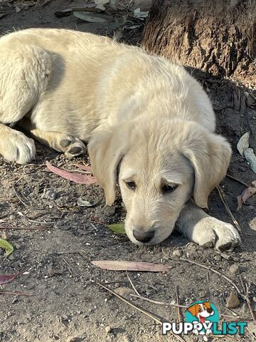 Labradoodle