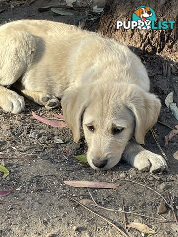 Labradoodle