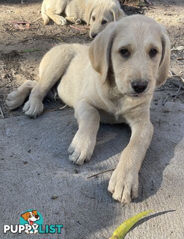 Labradoodle