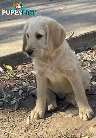 Labradoodle