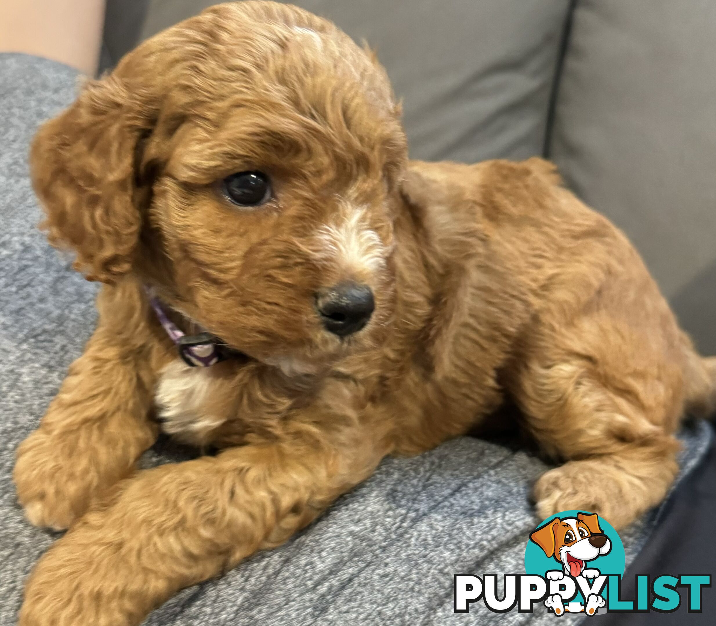 Cavoodle Puppies for Sale