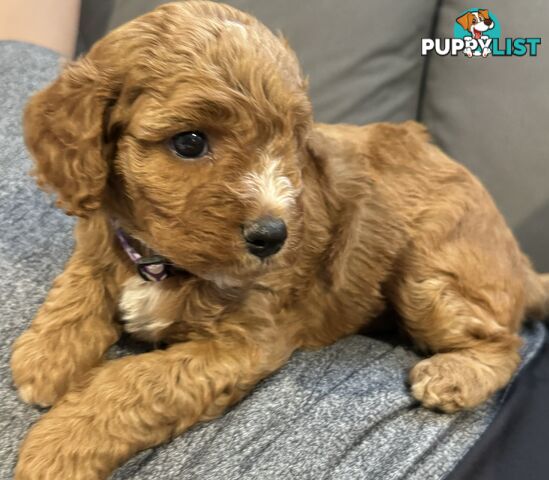 Cavoodle Puppies for Sale