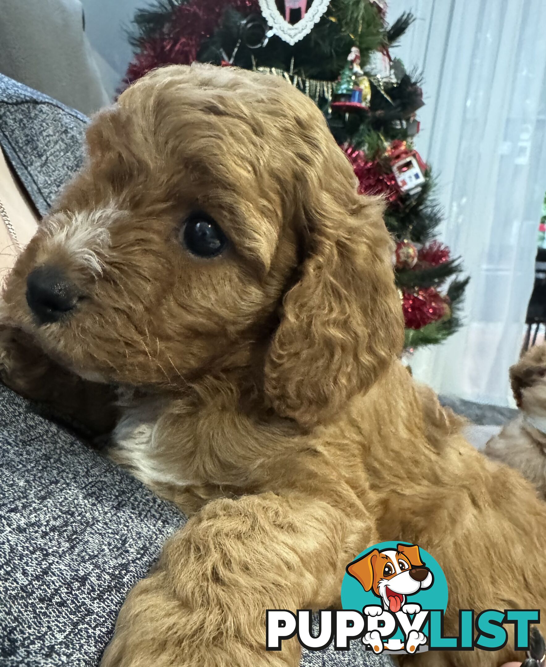 Cavoodle Puppies for Sale