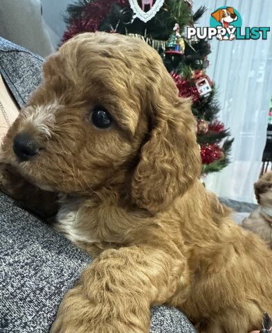 Cavoodle Puppies for Sale