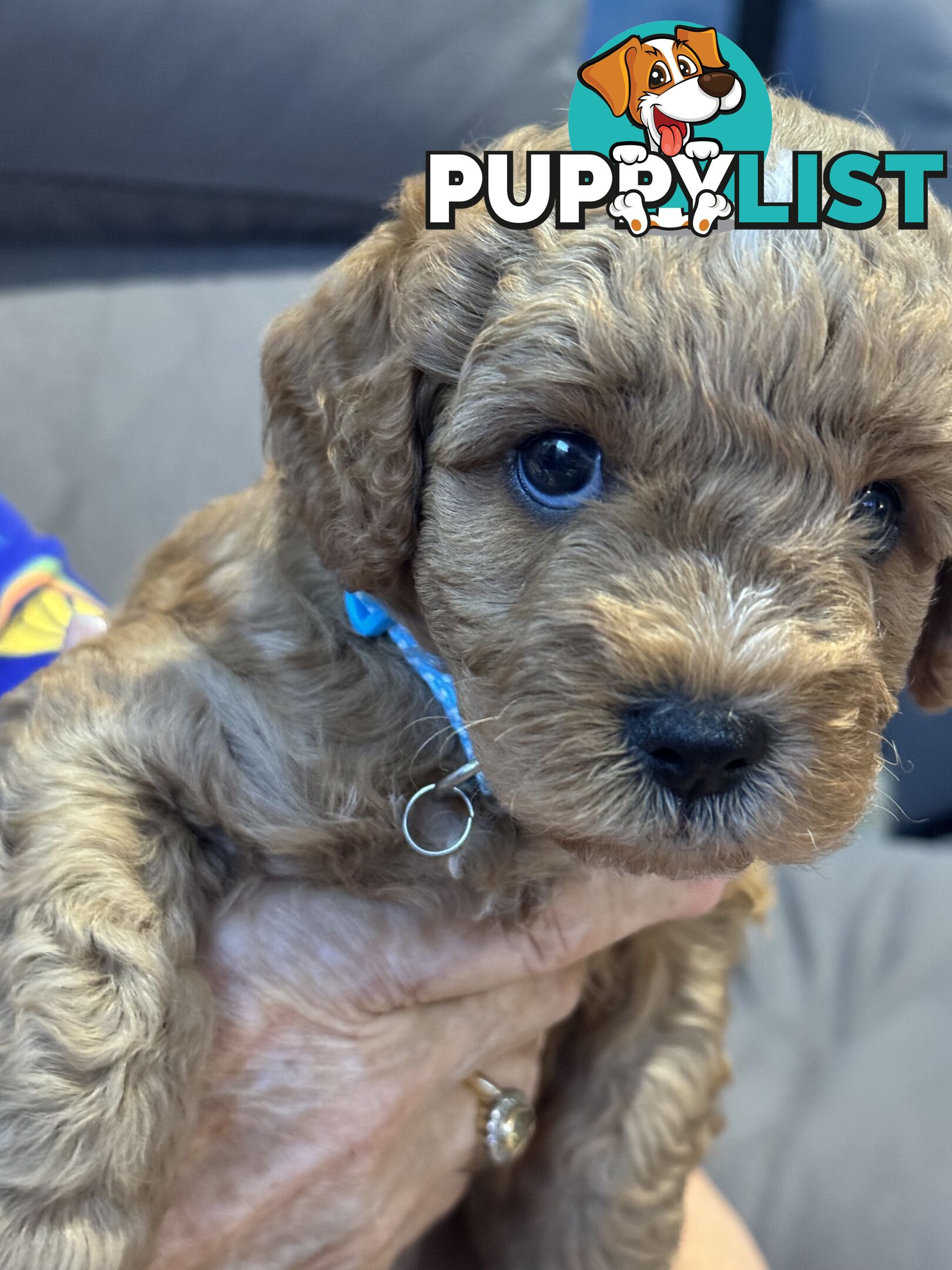 Cavoodle Puppies for Sale