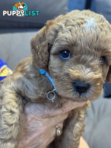 Cavoodle Puppies for Sale