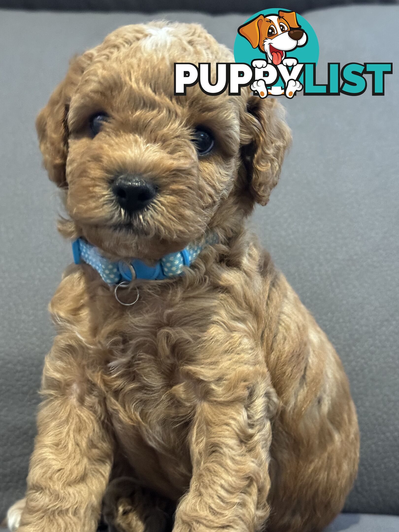 Cavoodle Puppies for Sale