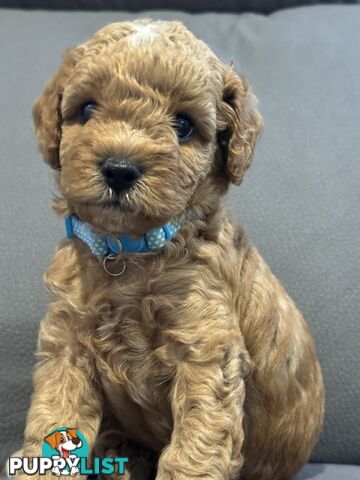 Cavoodle Puppies for Sale