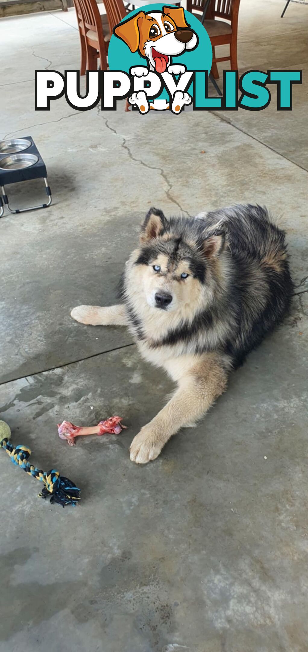 Alaskan Malamute