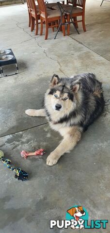 Alaskan Malamute
