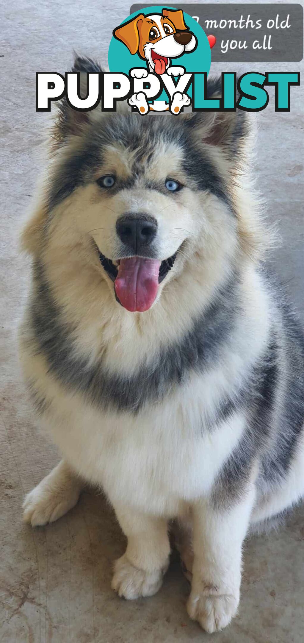 Alaskan Malamute