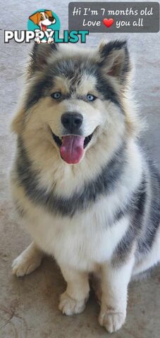 Alaskan Malamute